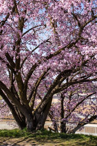 München_Werner-Seelenbinder-Weg_Kirschblüte_8 Kopie
