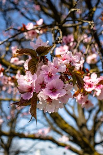 München_Werner-Seelenbinder-Weg_Kirschblüte_Nahaufnahme_1 Kopie
