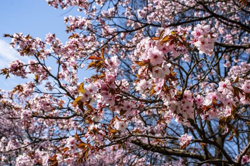 München_Werner-Seelenbinder-Weg_Kirschblüte_Nahaufnahme_2 Kopie