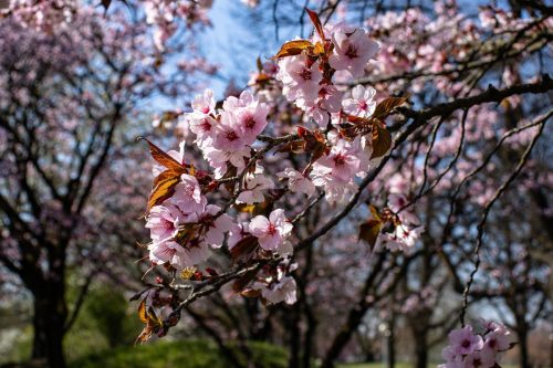 München_Werner-Seelenbinder-Weg_Kirschblüte_Nahaufnahme_3 Kopie