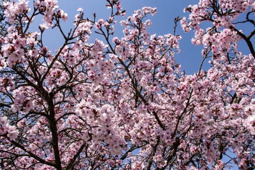 München_Werner-Seelenbinder-Weg_Kirschblüte_Nahaufnahme_4 Kopie