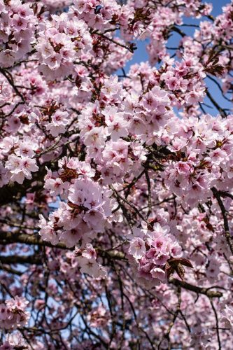 München_Werner-Seelenbinder-Weg_Kirschblüte_Nahaufnahme_5 Kopie