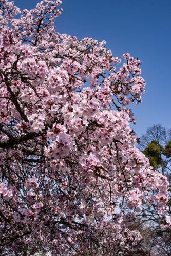 München_Werner-Seelenbinder-Weg_Kirschblüte_Nahaufnahme_6 Kopie