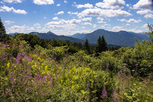 Neureuth_Sommer_4 Kopie