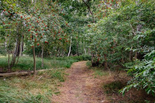 Peenemünde_Landschaft_2 Kopie